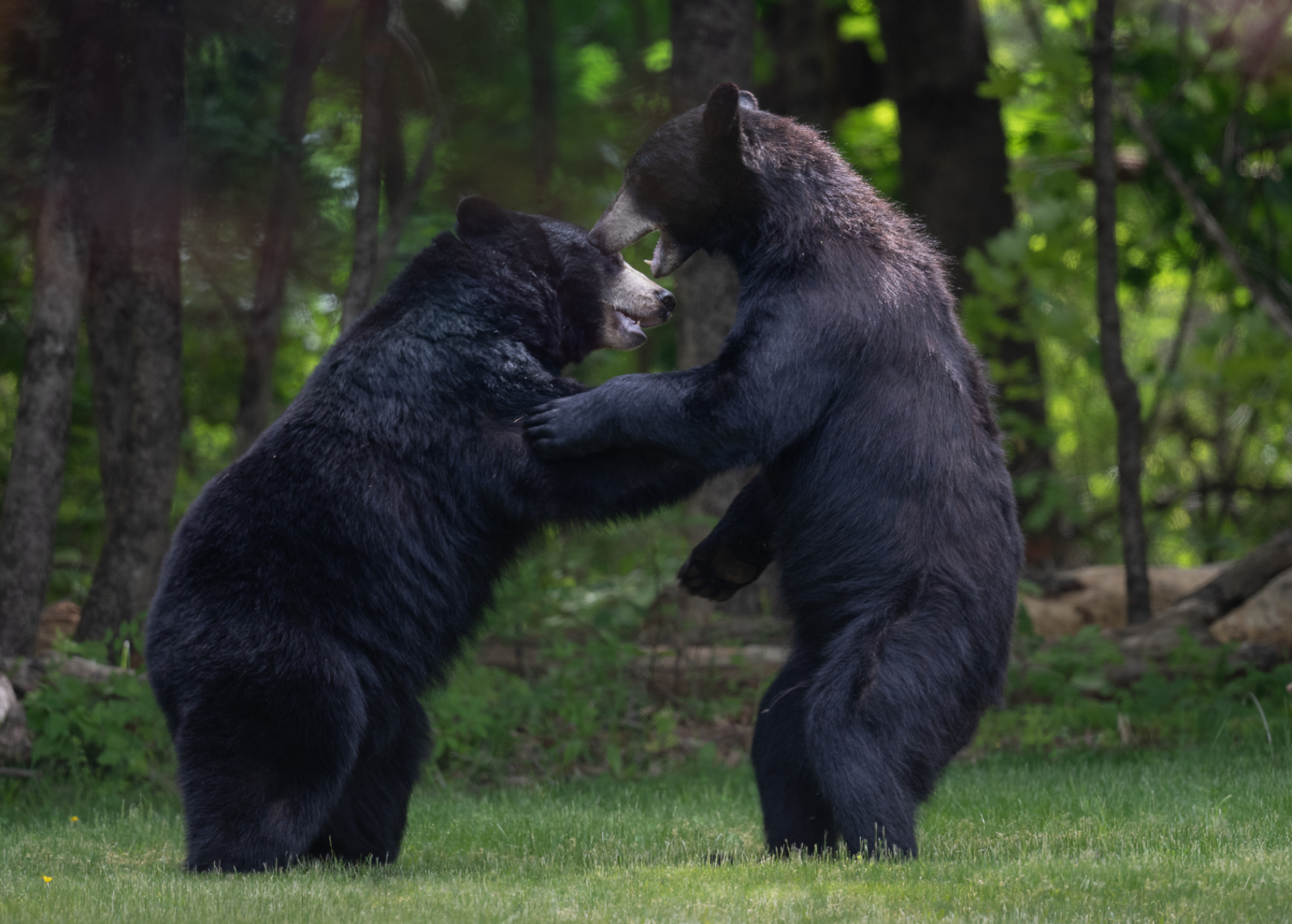 Dancing Black Bears, Farmington, Connecticut