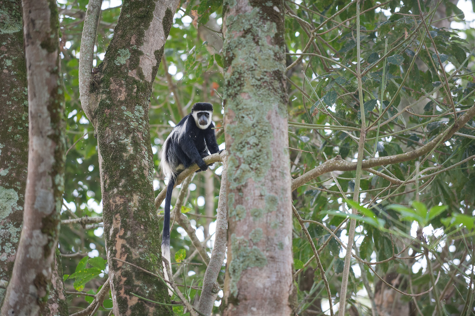 Black and White Colobus Monkey, Kibale National Park, Uganda