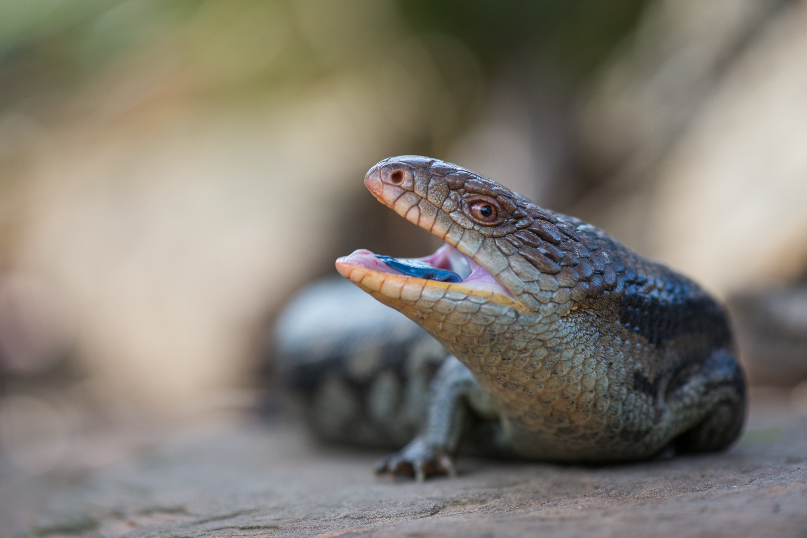 Blotched Blue-Tongued Lizard, Tasmania