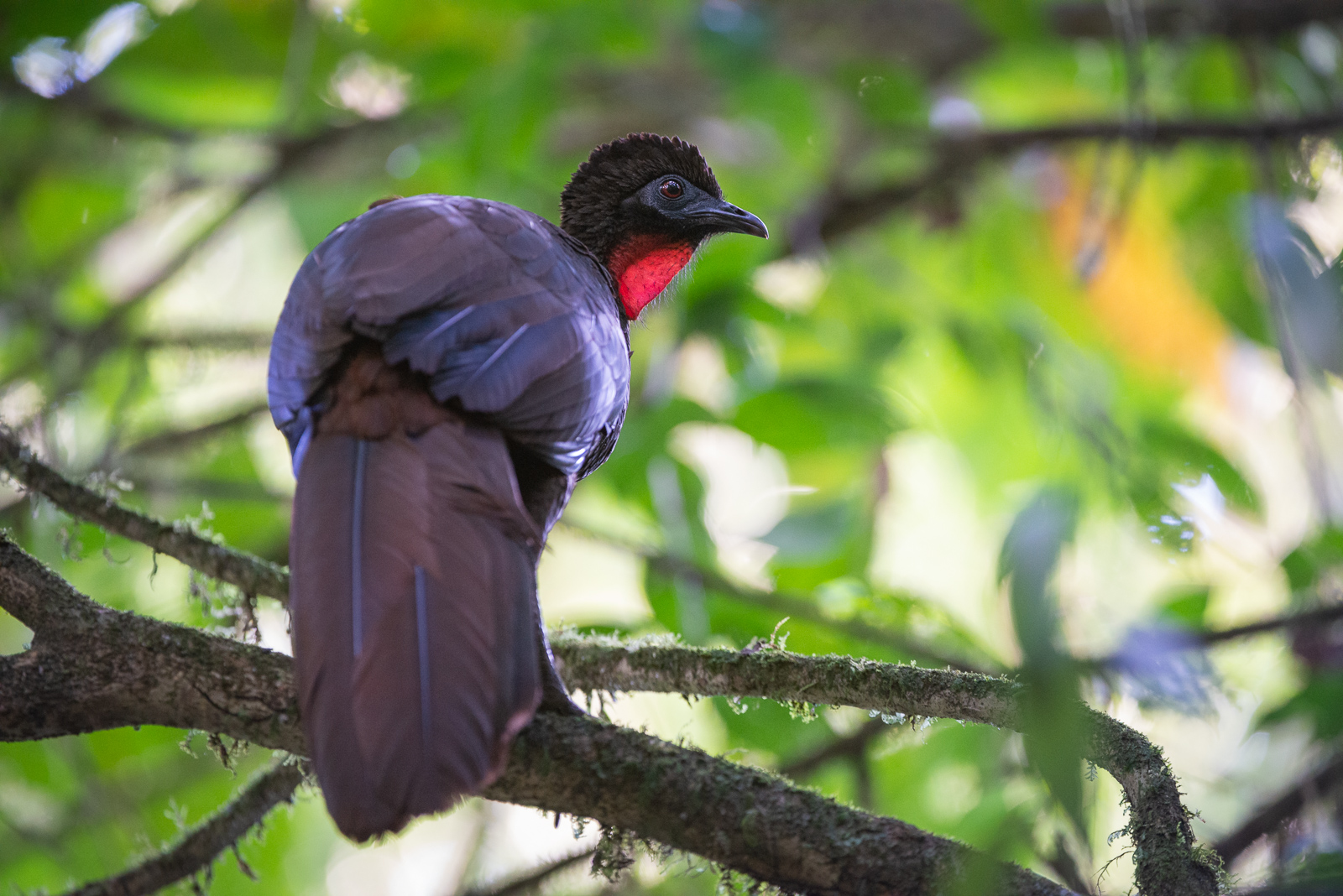 Crested Guan, La Selva, Costa Rica