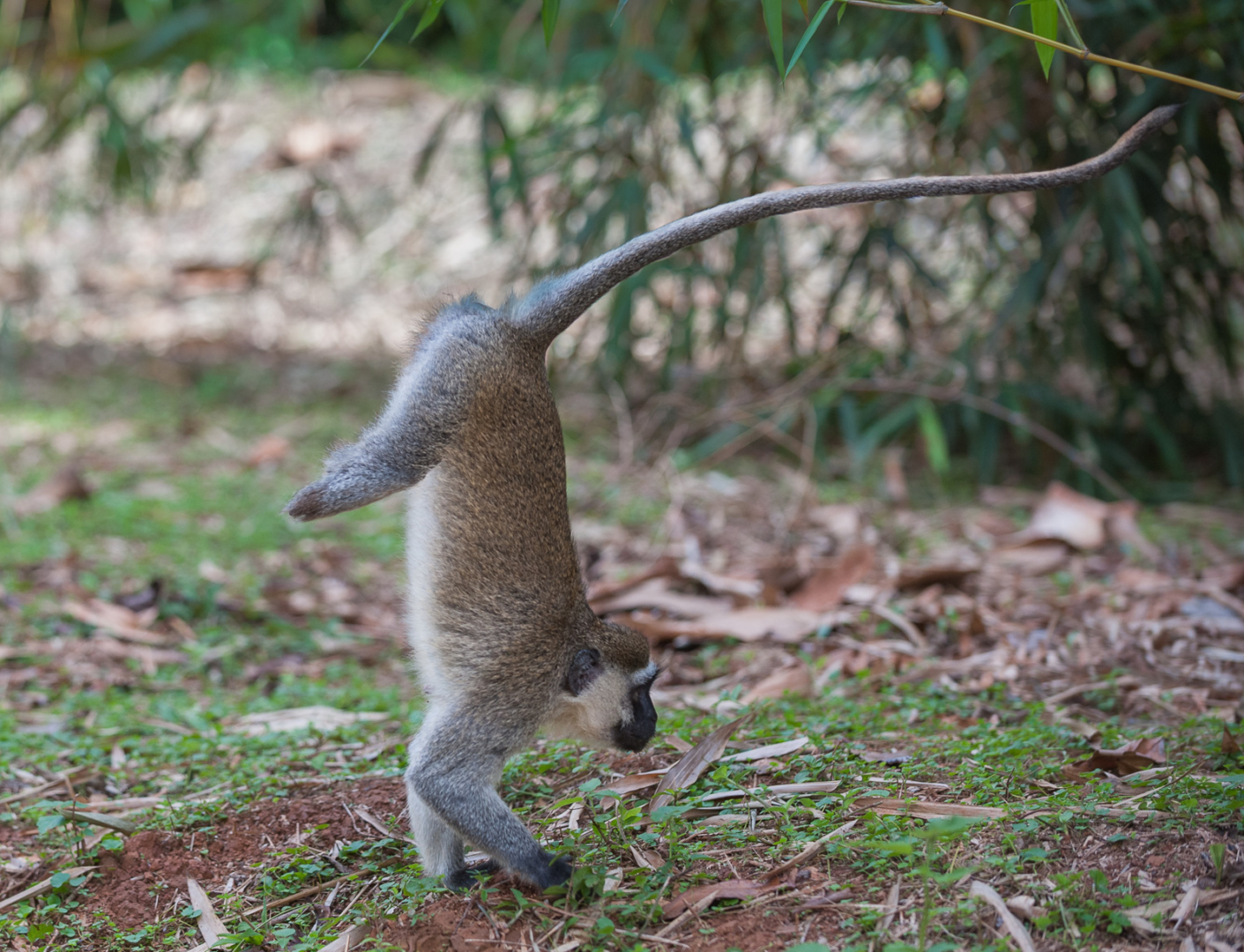 Crippled Vervet Monkey, Entebbe, Uganda