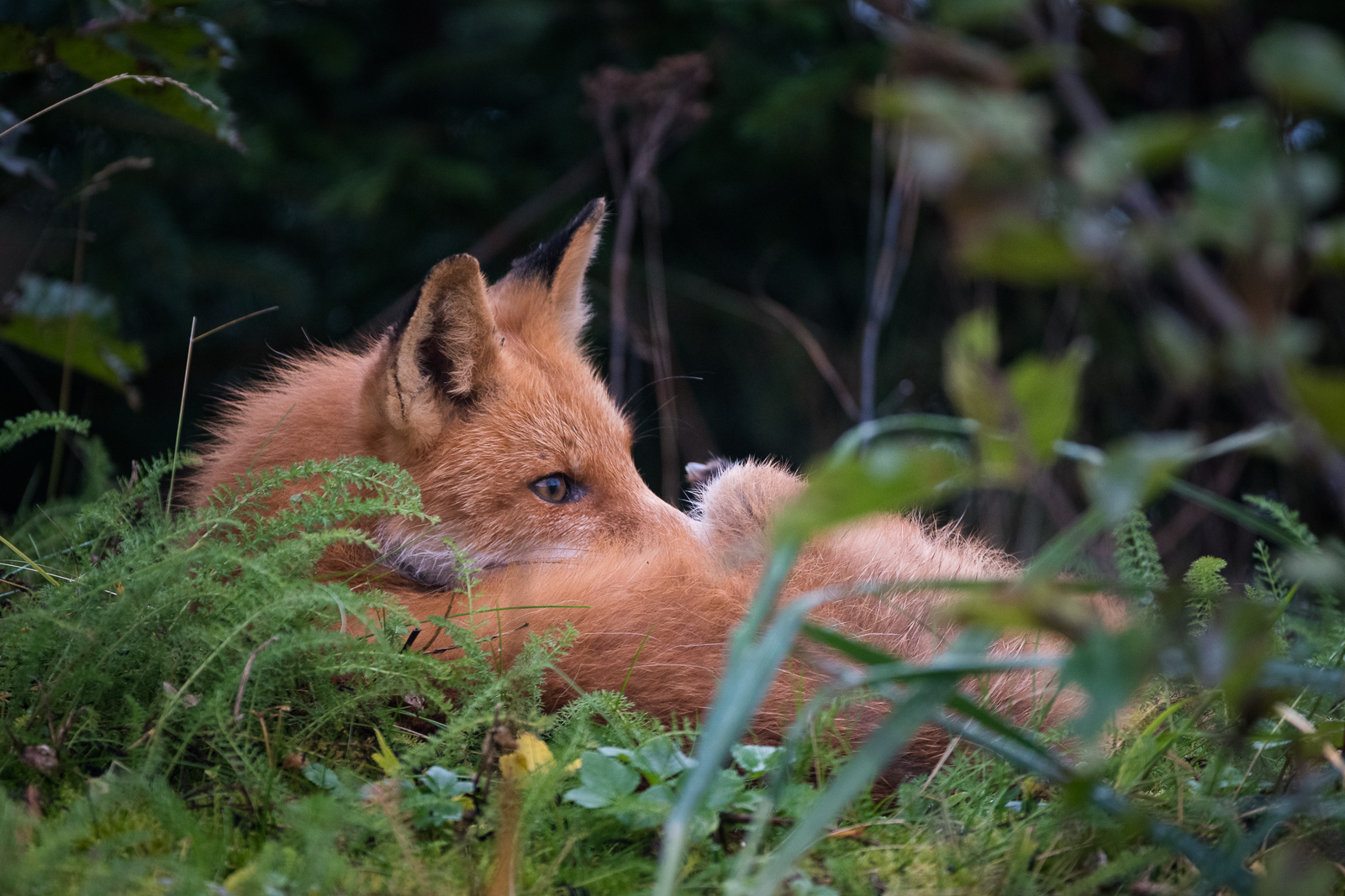 Red Fox, Lake Clark National Park, Alaska