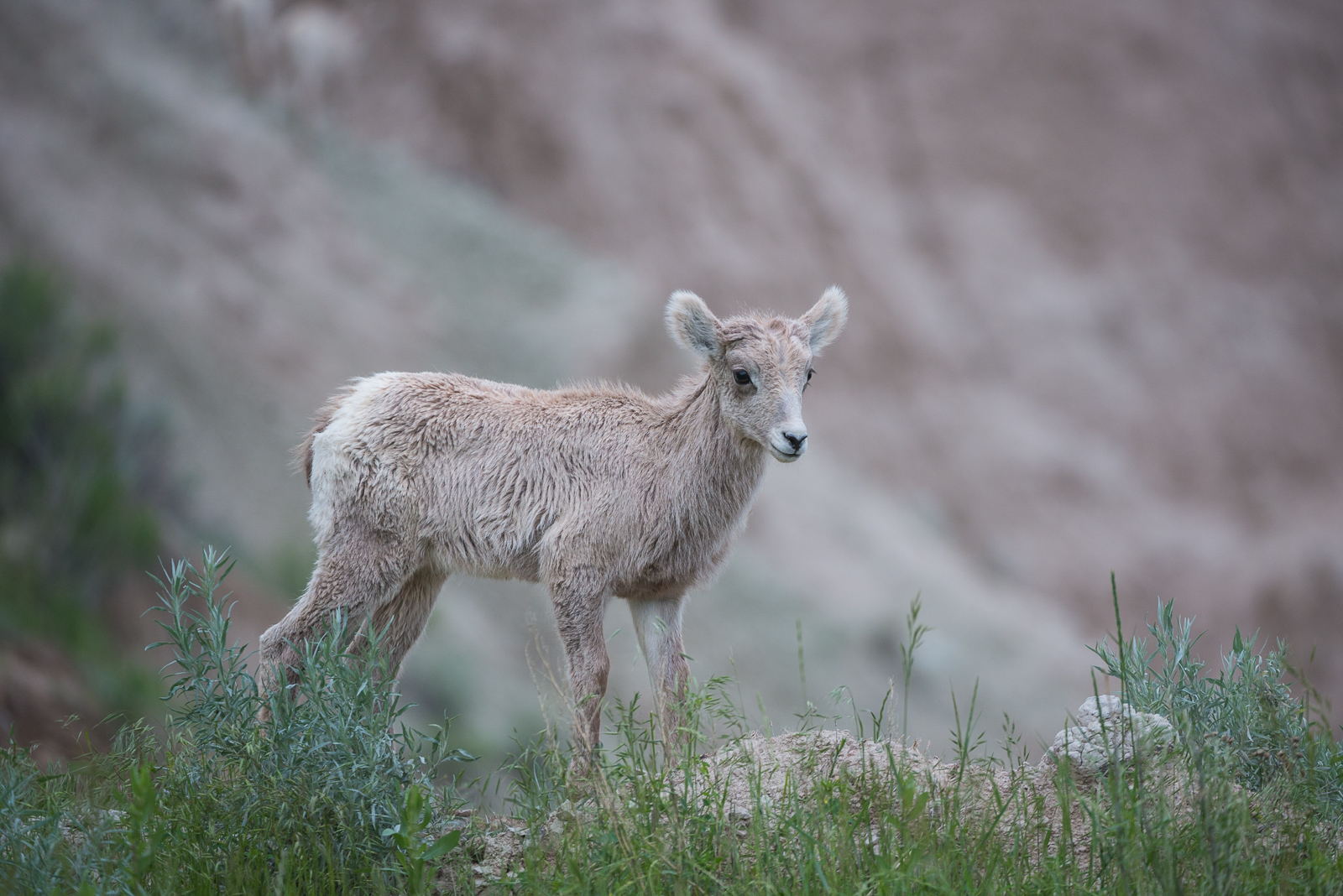 Bighorn Lamb, Badlands National Park, South Dakota