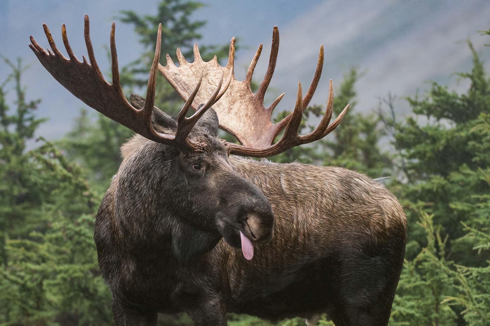 Bull Moose, Chugach State Park, Alaska