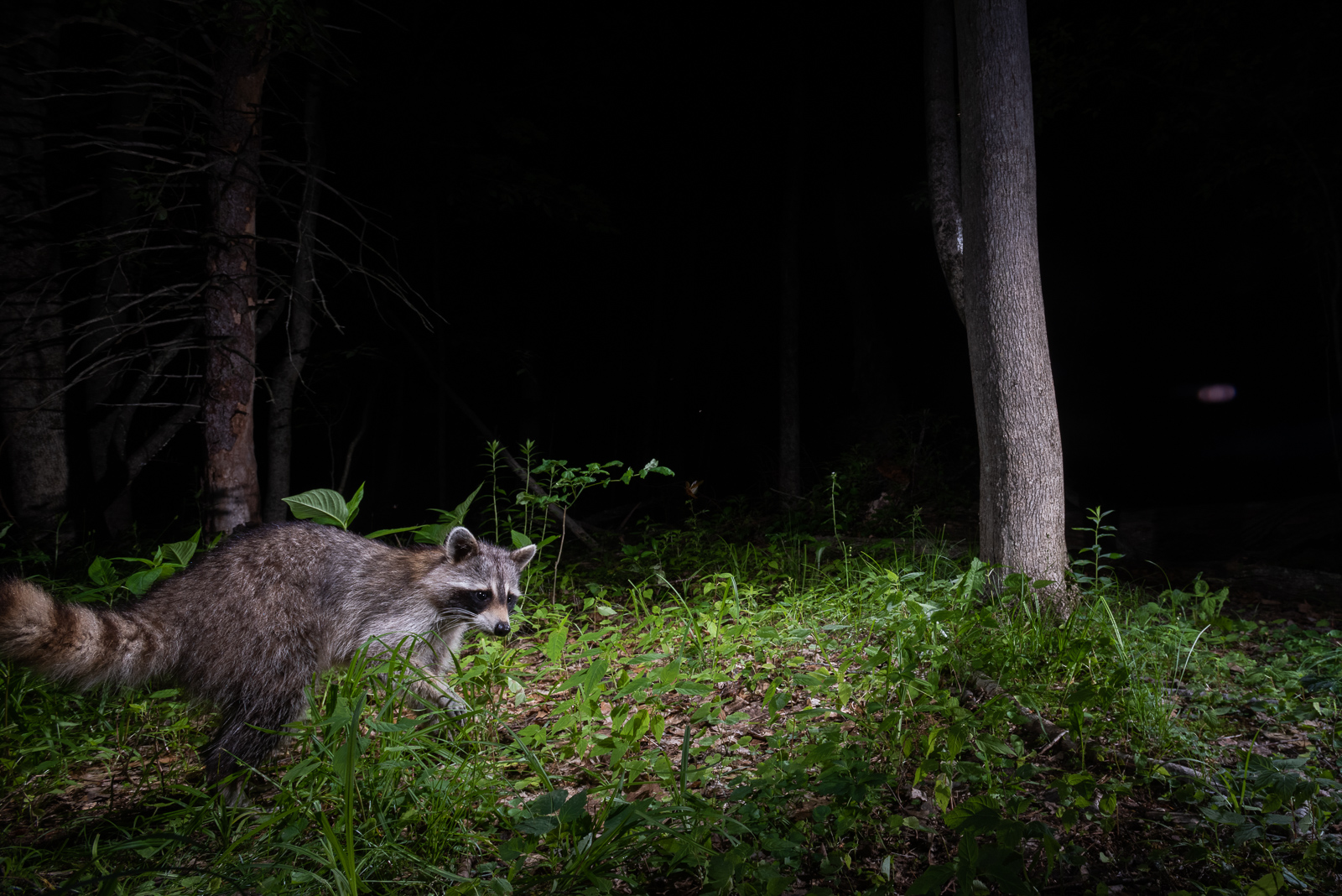 Raccoon Out Exploring