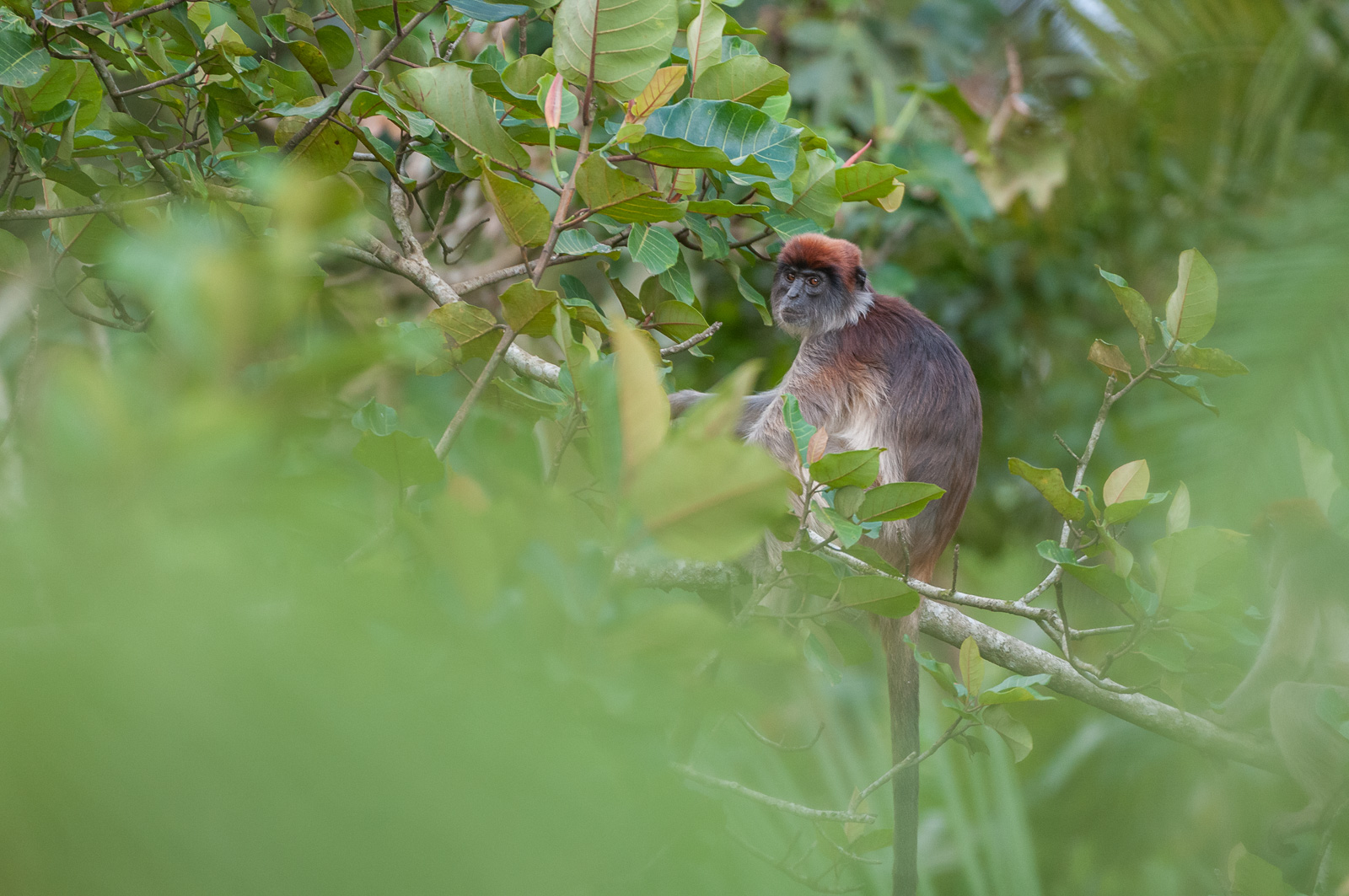Red Colobus Monkey, Kibale, Uganda