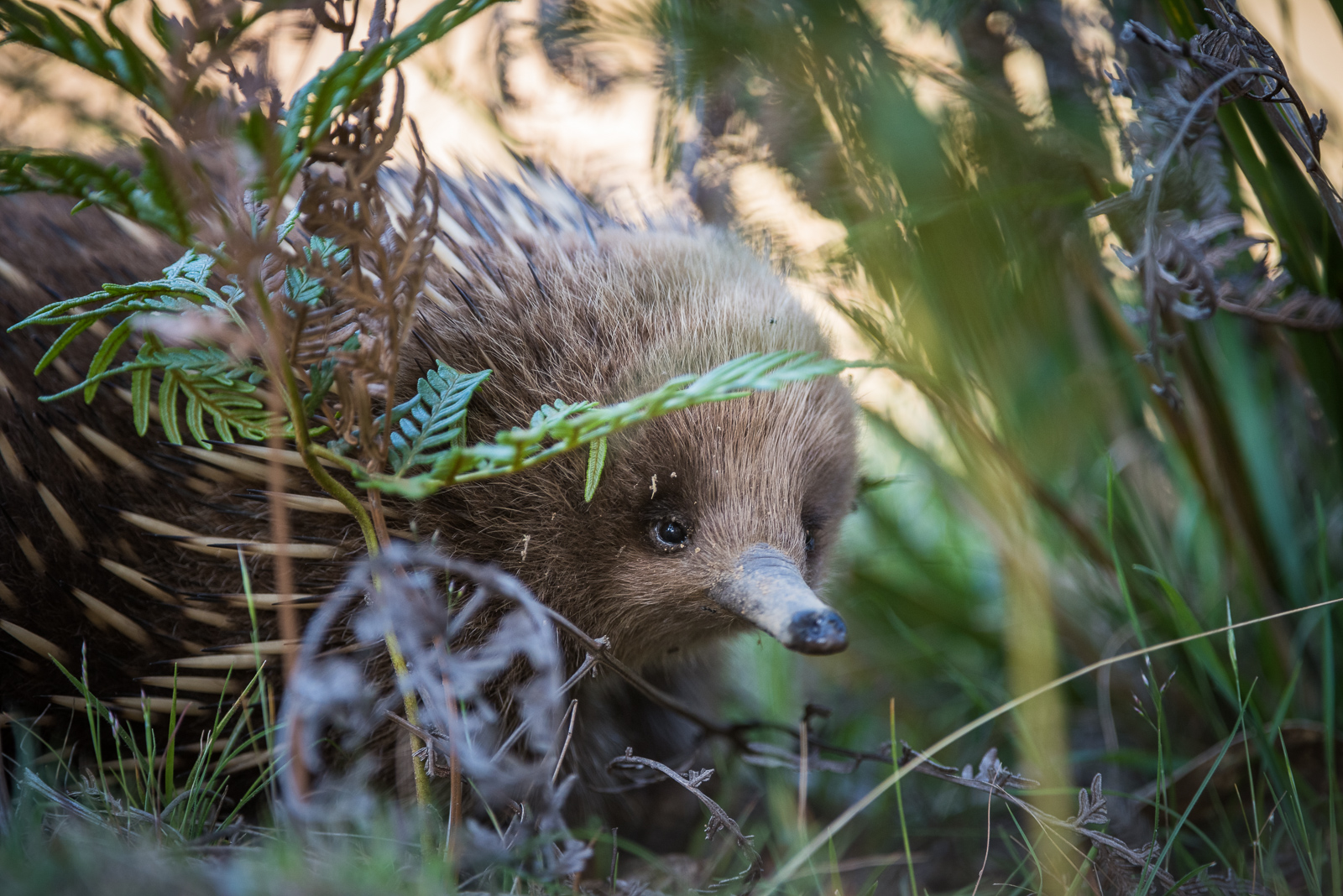 Short-Beaked Echidna, Tasmania, Australia