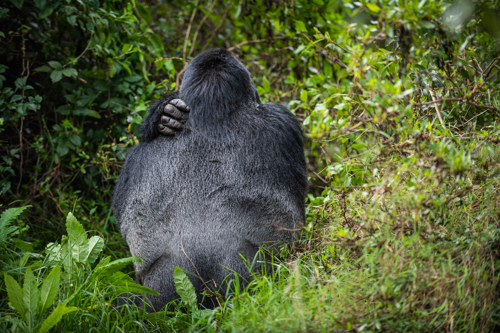 Silverback Mountain Gorilla, Mgahinga, Uganda