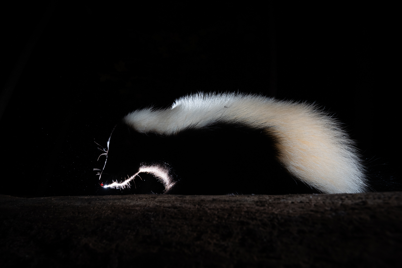 Striped Skunk, Farmington, Connecticut