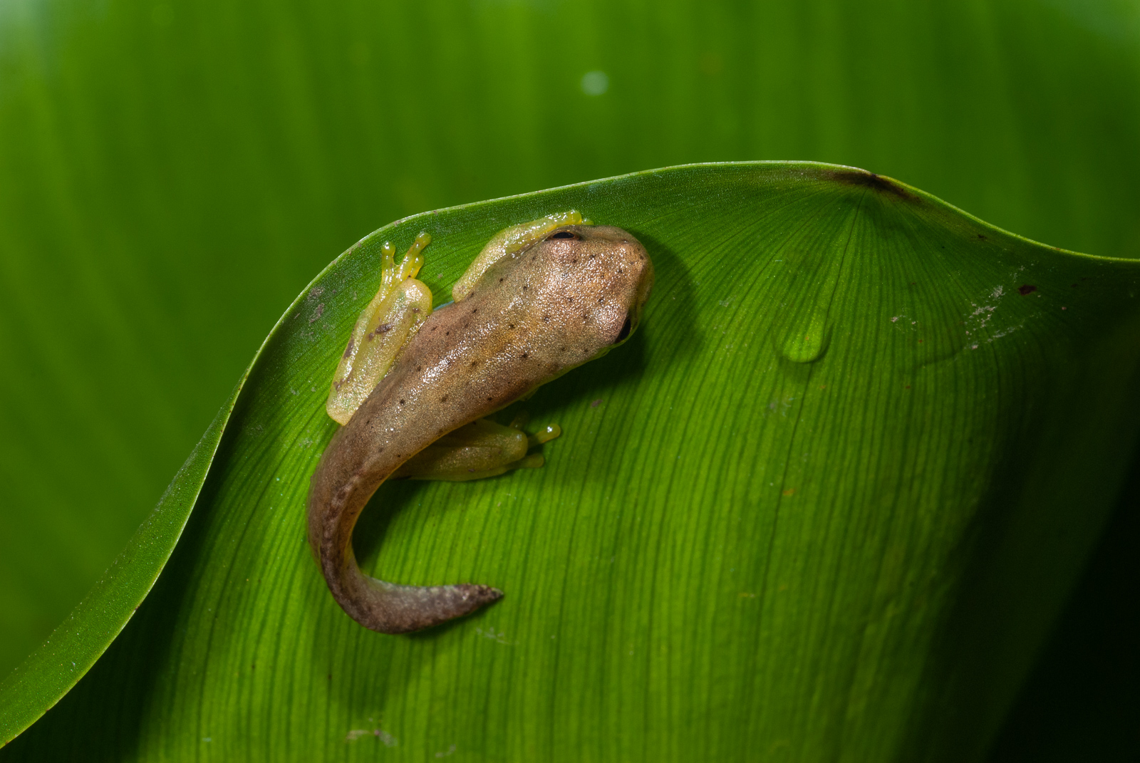Hourglass Tadpole, Pavones, Costa Rica