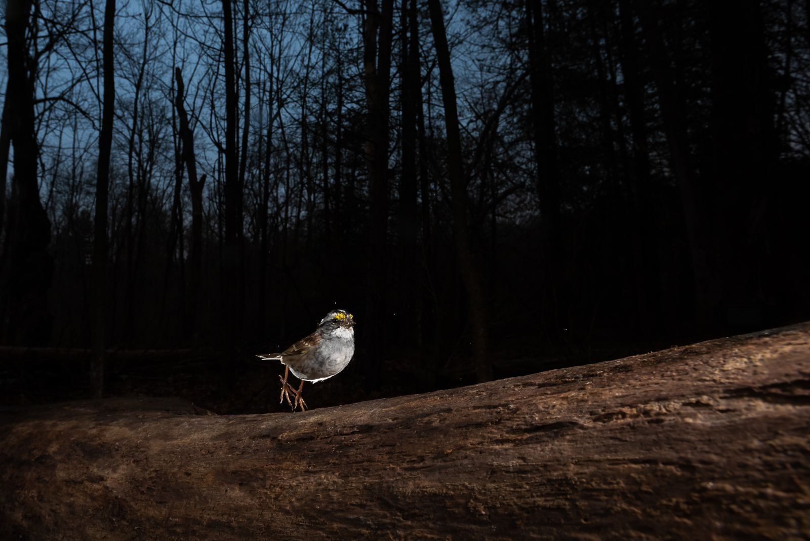 White-Throated Sparrow, Farmington, Connecticut