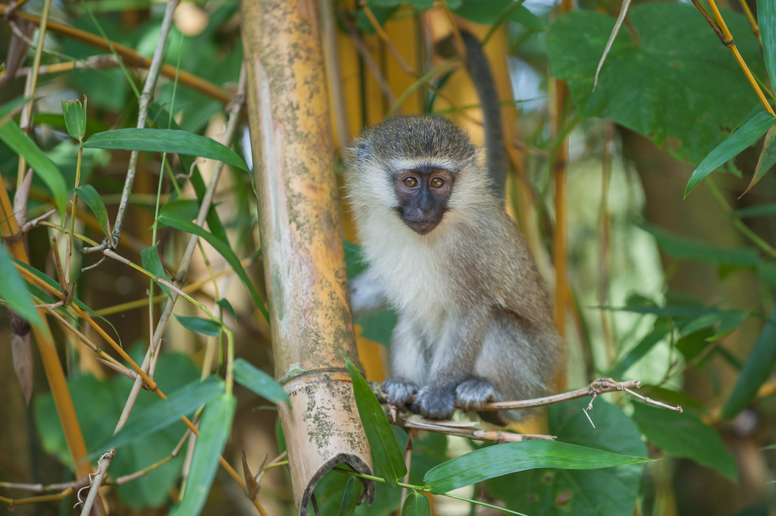 Young Vervet Monkey, Entebbe, Uganda