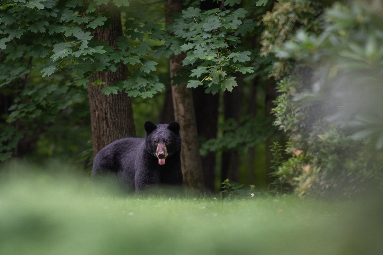 Black Bear, Farmington, Connecticut