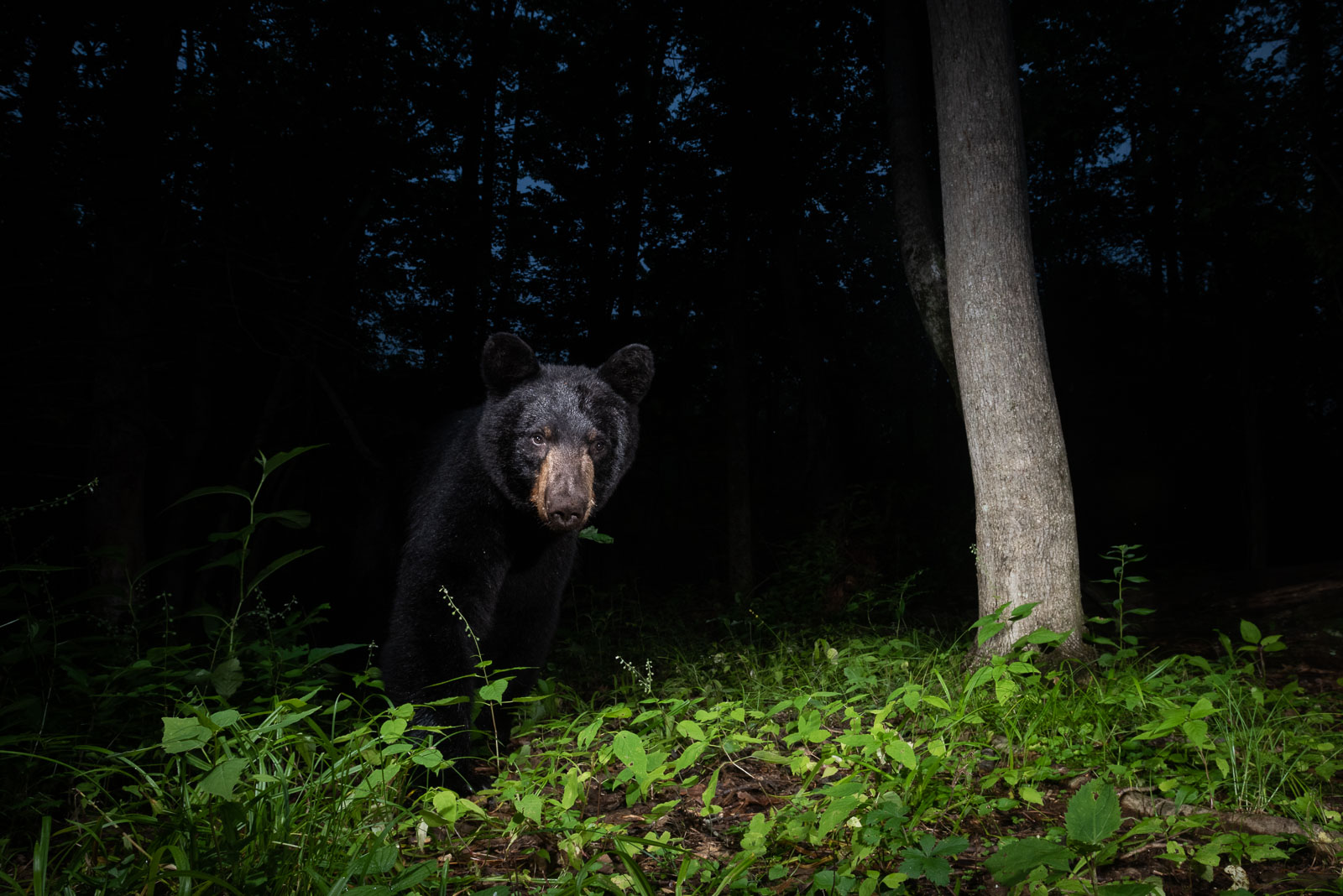 Young Black Bear, Farmington, Connecticut