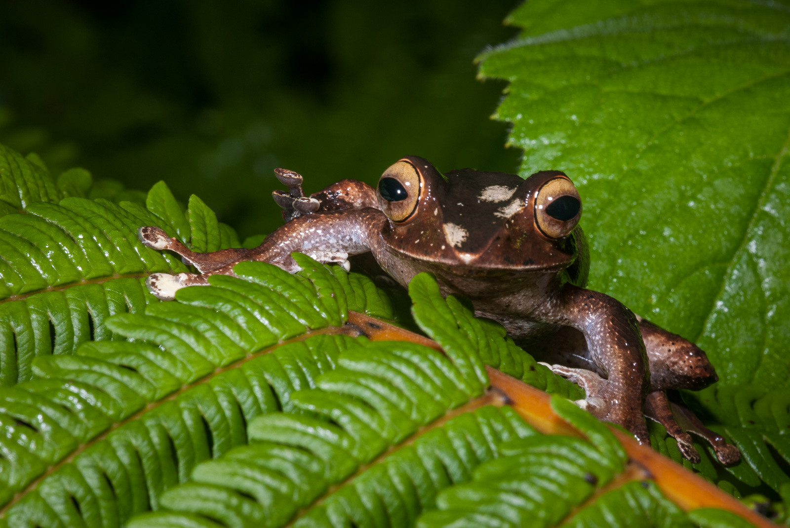 Boophis Goudotii, Ranomafana National Park, Madagascar