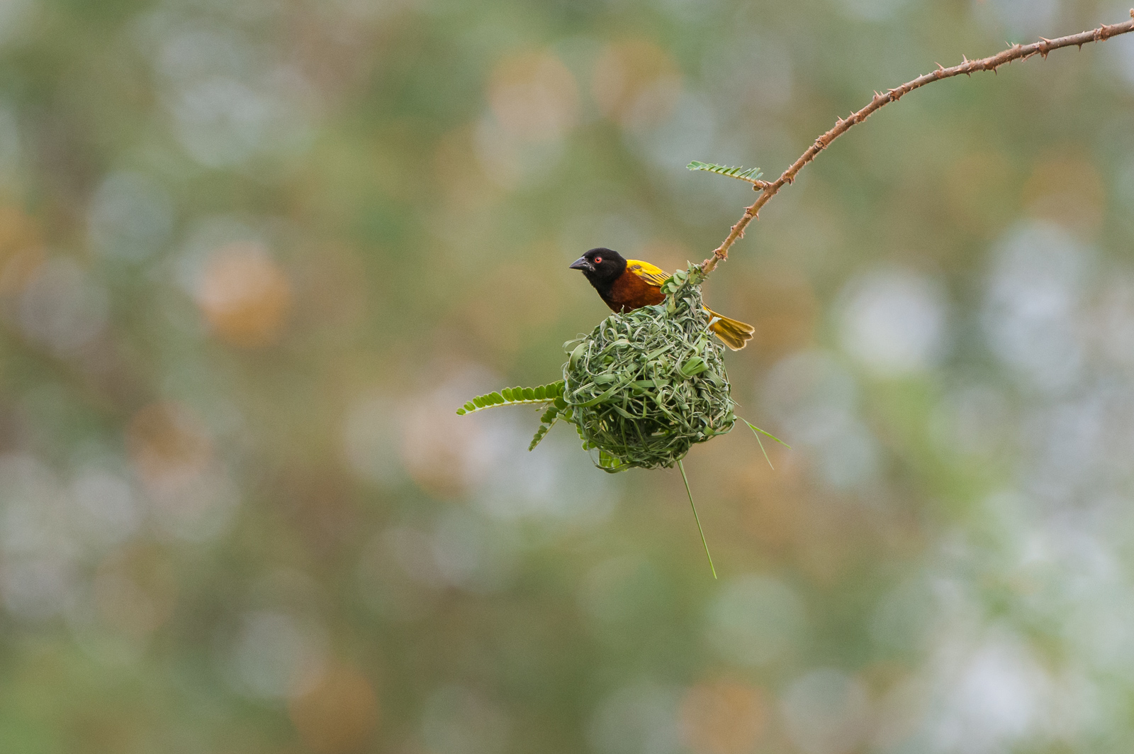 Masked Weaver, Uganda