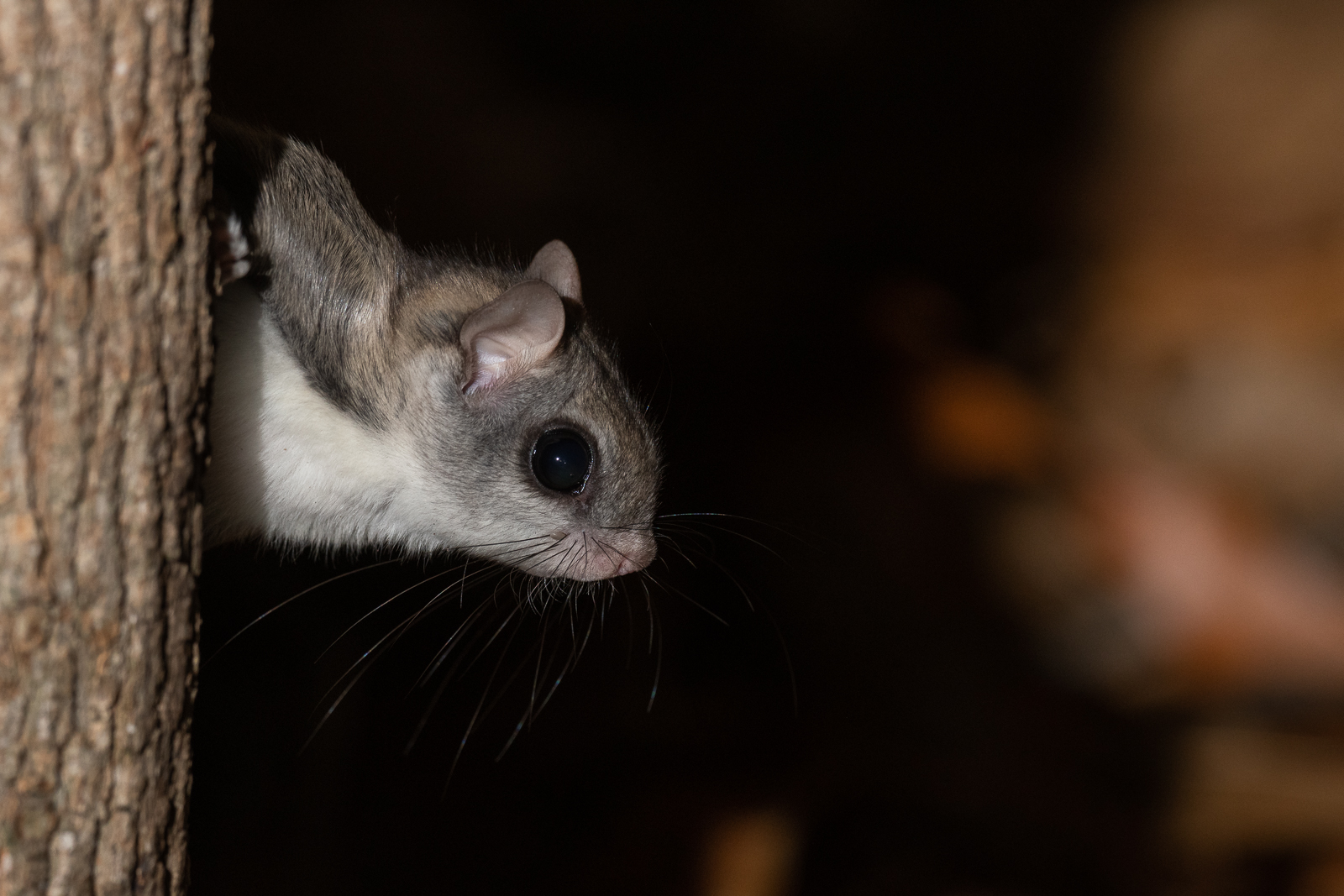 Southern Flying Squirrel, Farmington, Connecticut