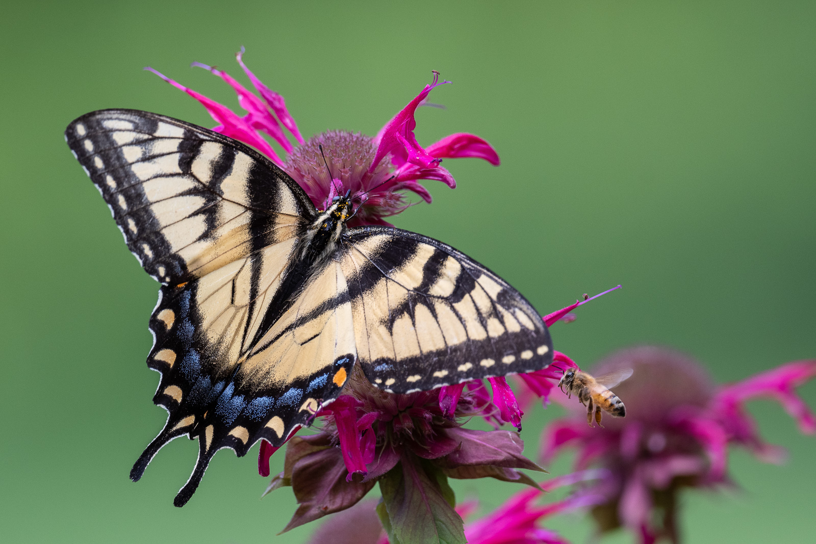 Swallowtail and Bee, Farmington, Connecticut