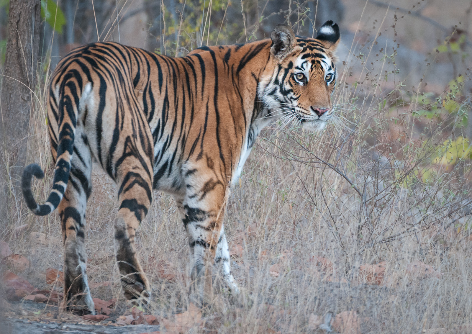 Female Bengal Tiger, Bandhavgarh National Park, India