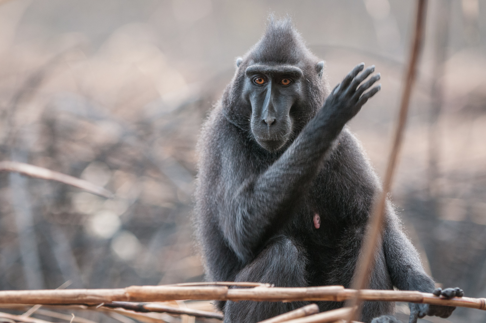 Black-Crested Macaque, Tangkoko National Park, Sulawesi, Indonesia