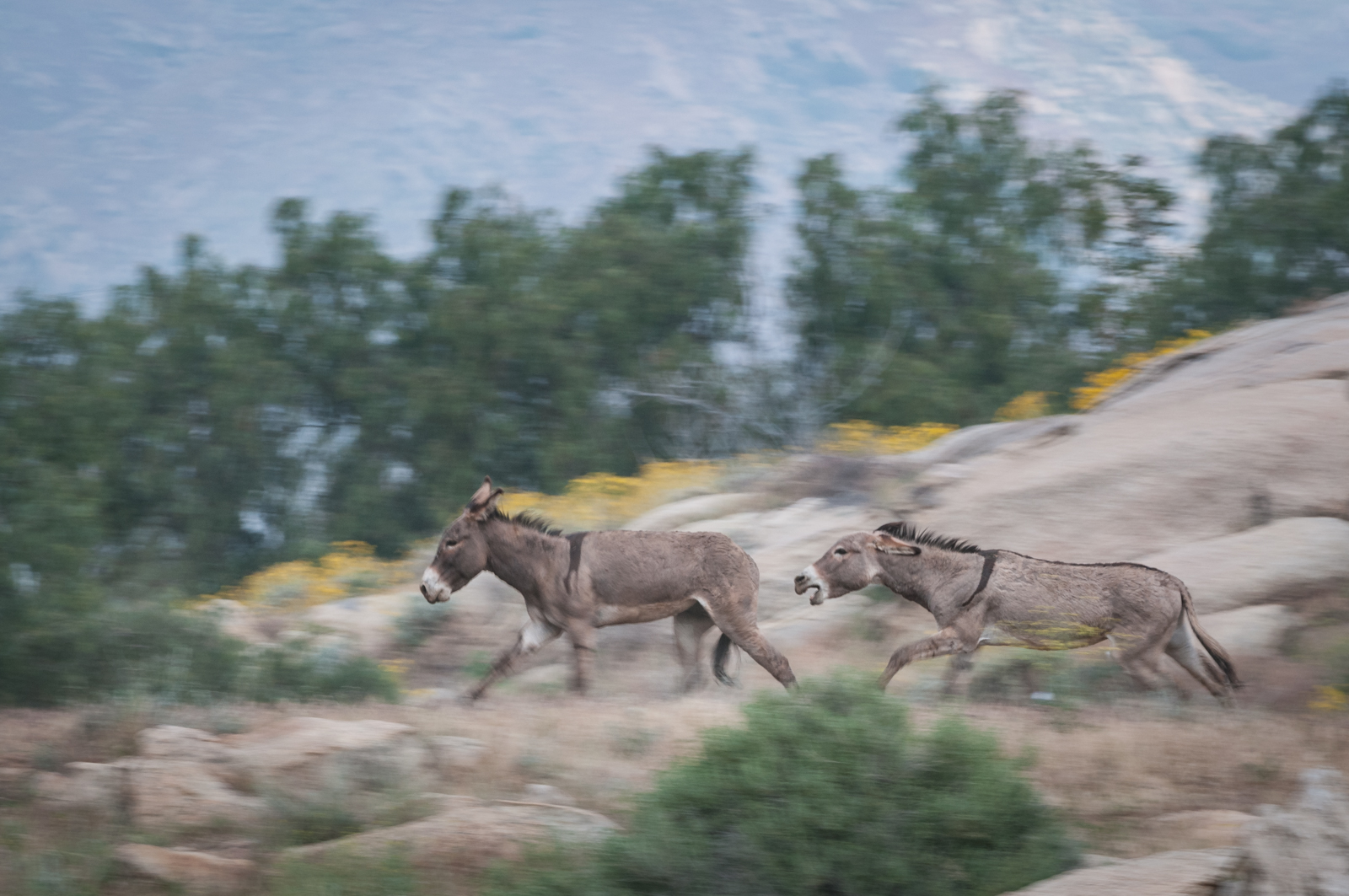 Wild Burros, Box Springs Mountain Park, Moreno Valley, California