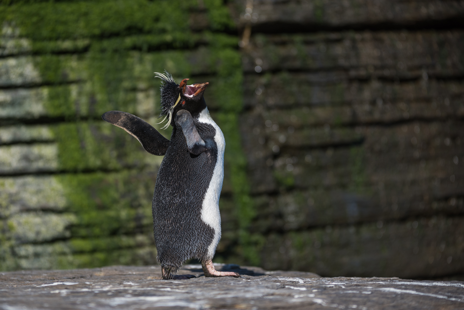 Rockhopper Penguin, Saunders Island, Falkland Islands