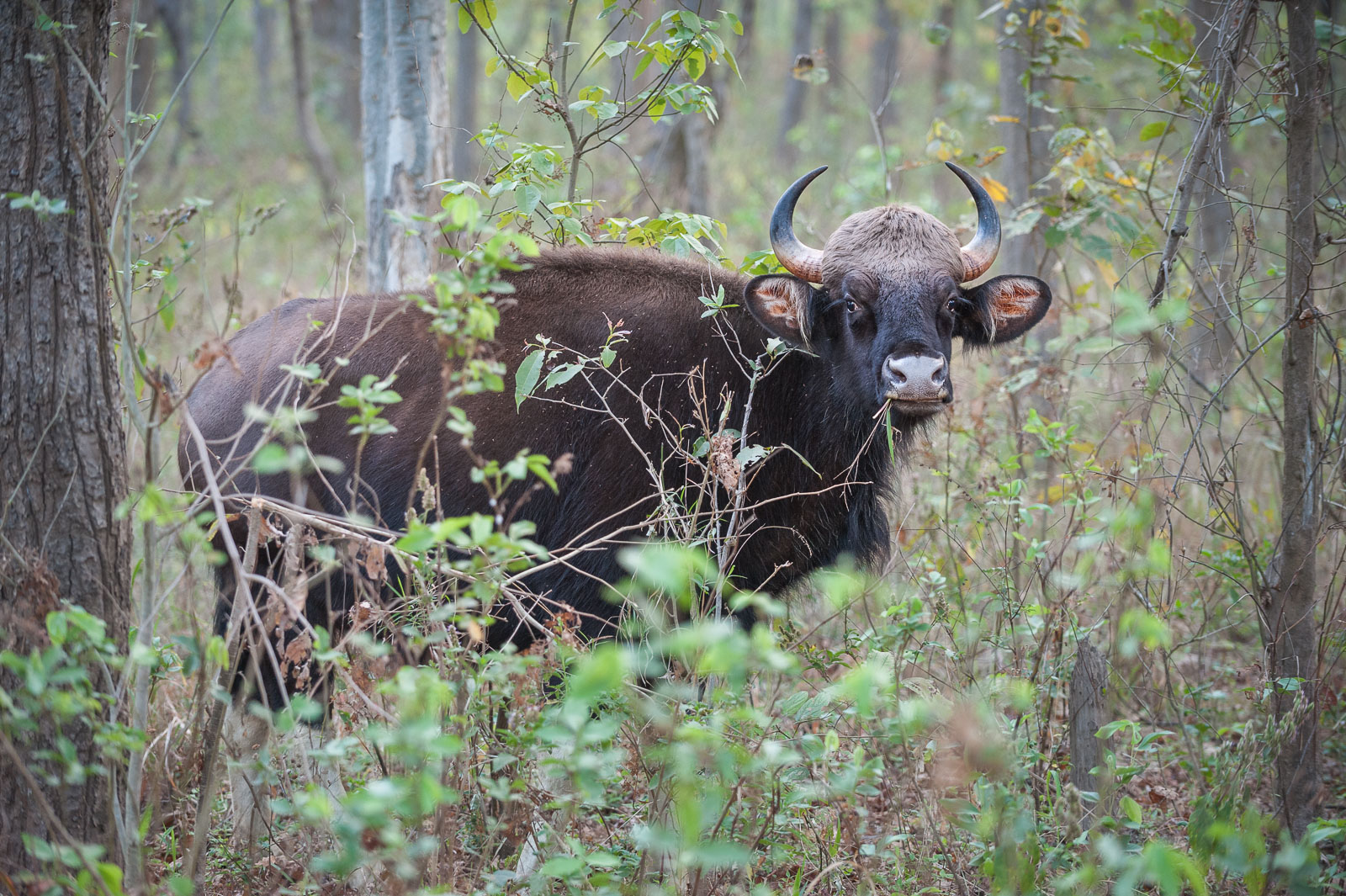 Gaur, Kanha National Park, India