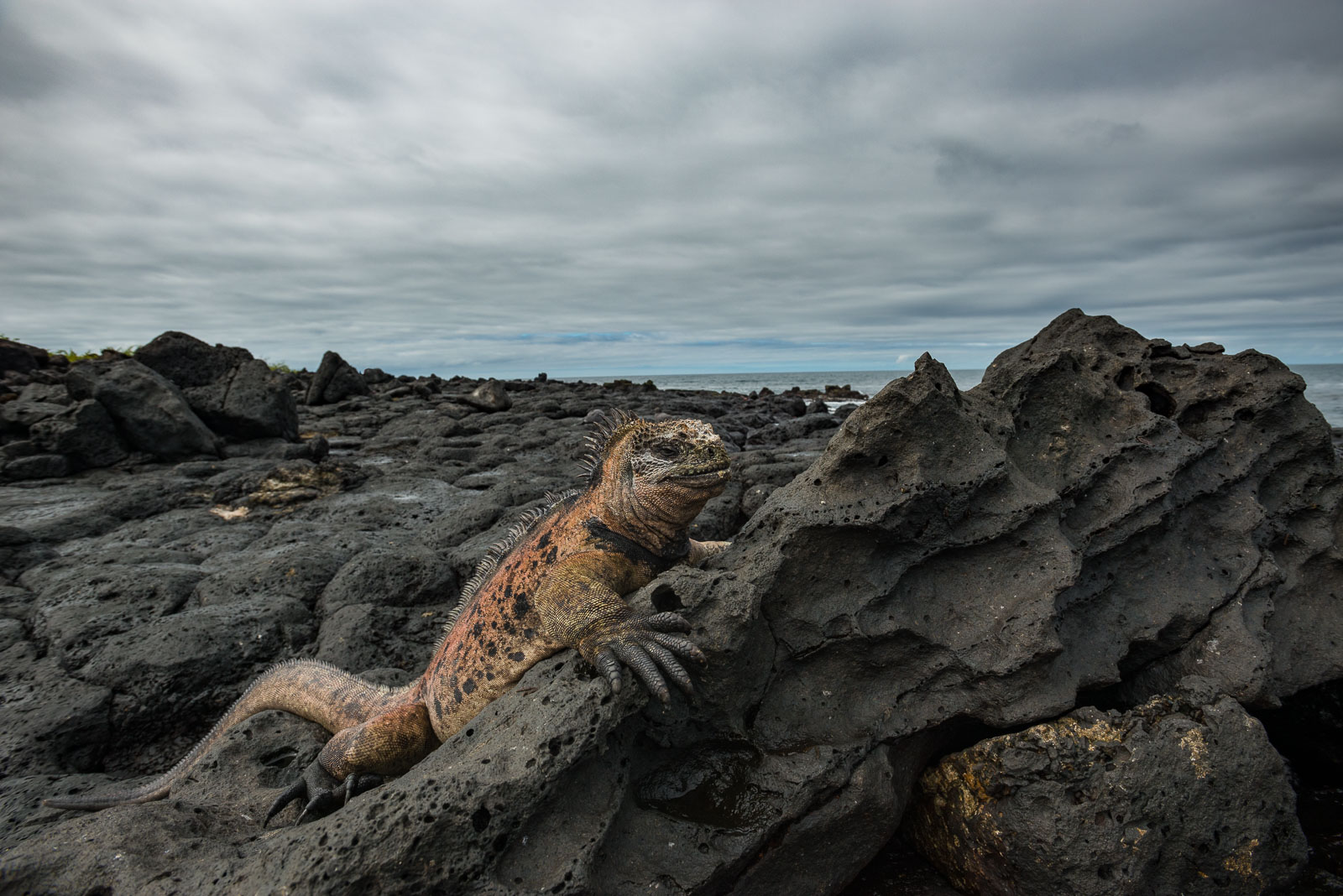Marine Iguana, La Fe Island, Galapagos Islands, Ecuador