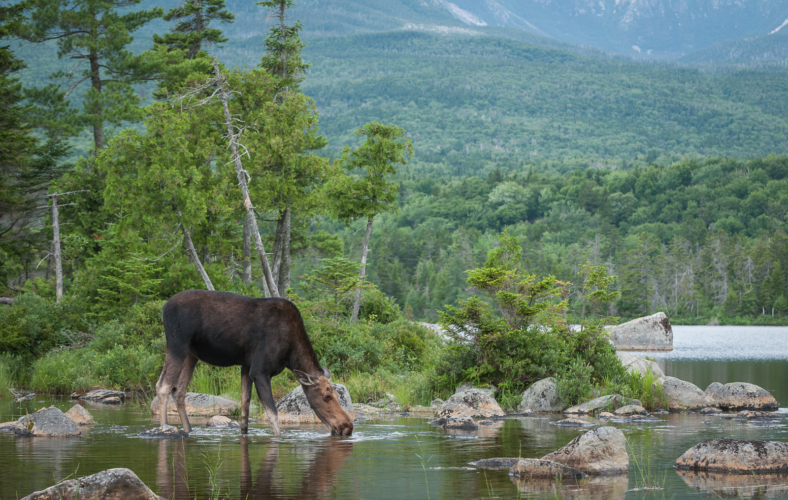 Thirsty Moose, Baxter State Park, Maine