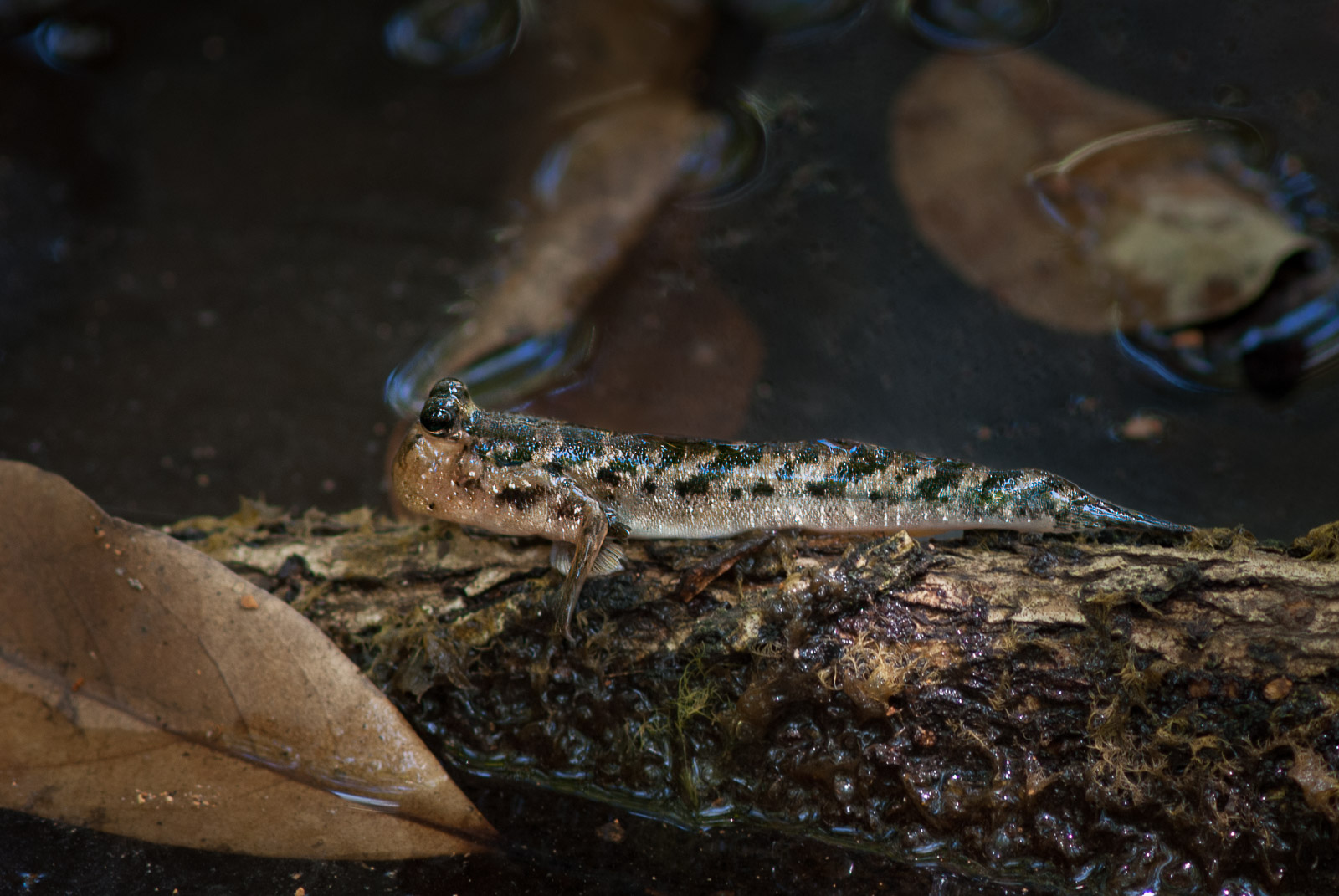 Mudskipper, Daintree National Park, Queensland, Australia