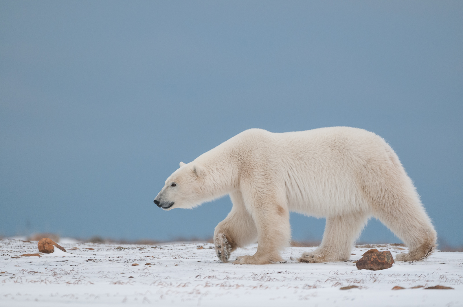 Polar Bear Portrait, Seal River, Manitoba, Canada