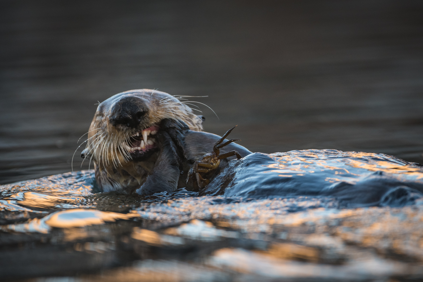 Sea Otter, Morro Bay, California