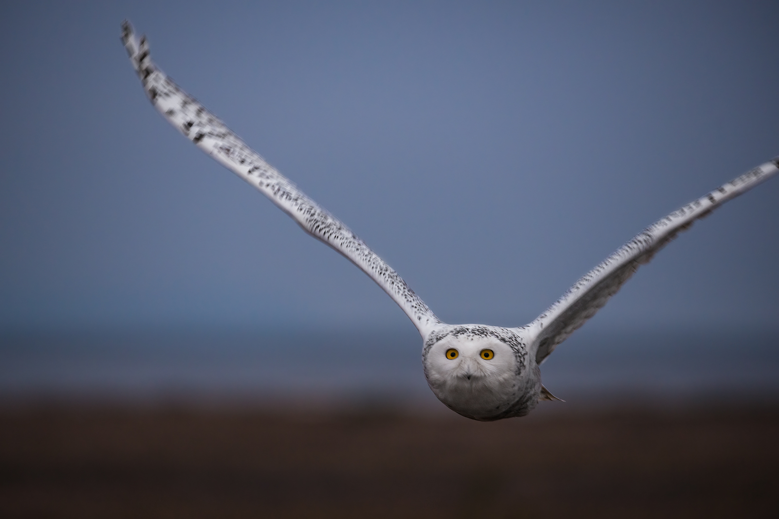 Snowy Owl, Boundary Bay, British Columbia, Canada