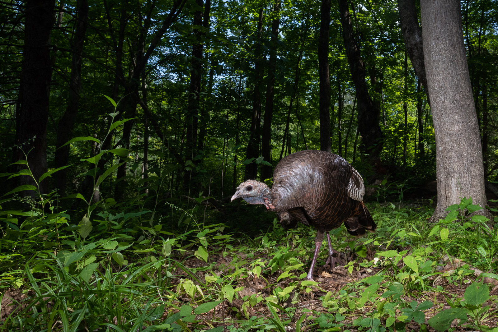 Wild Turkey with Chick, Farmington, Connecticut