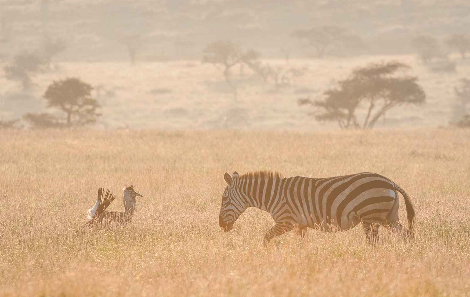 Zebra and Bustard, Lewa, Kenya