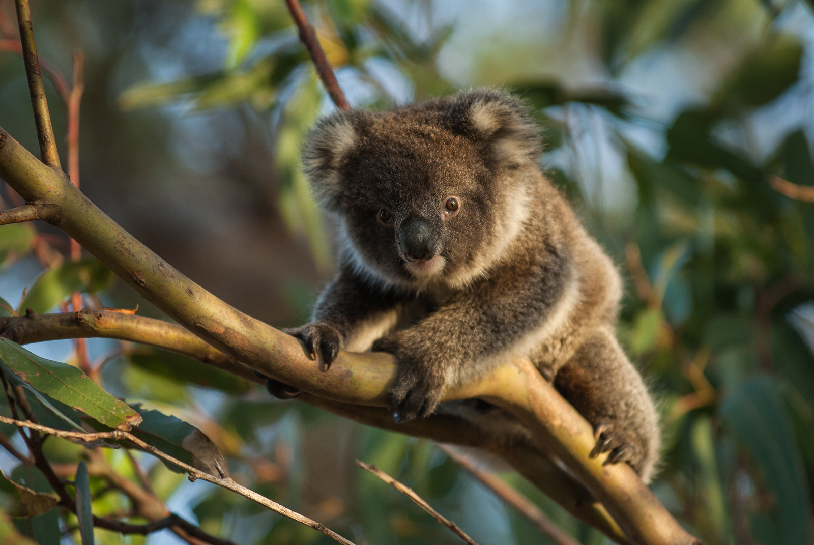 Baby Koala, Hansen Bay, Kangaroo Island, South Australia