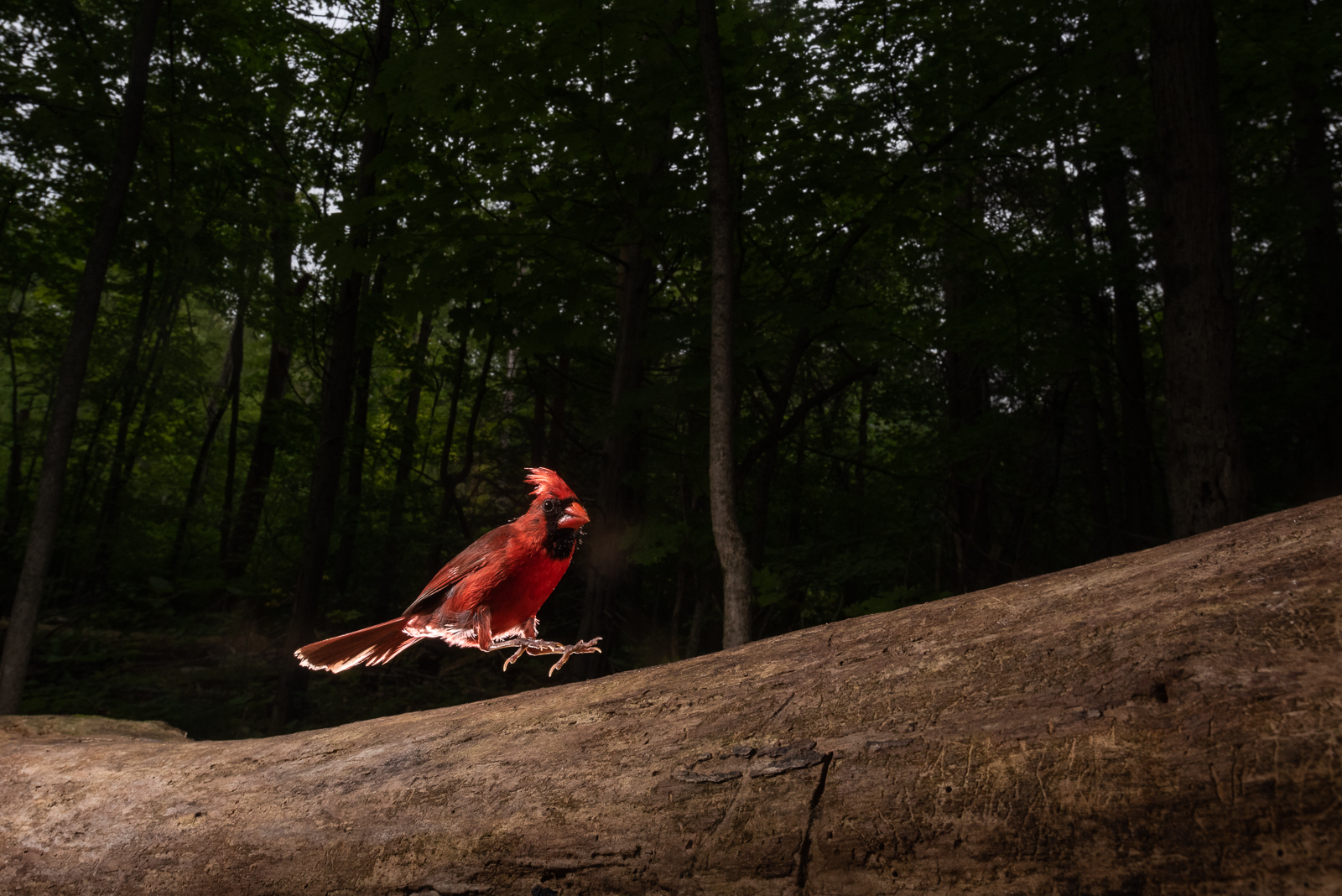 Northern Cardinal, Farmington, Connecticut