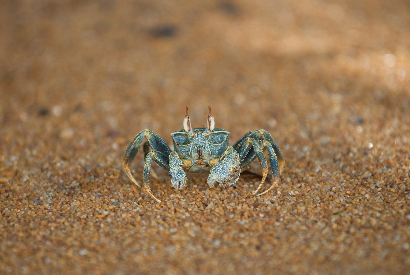 (Horned) Ghost Crab