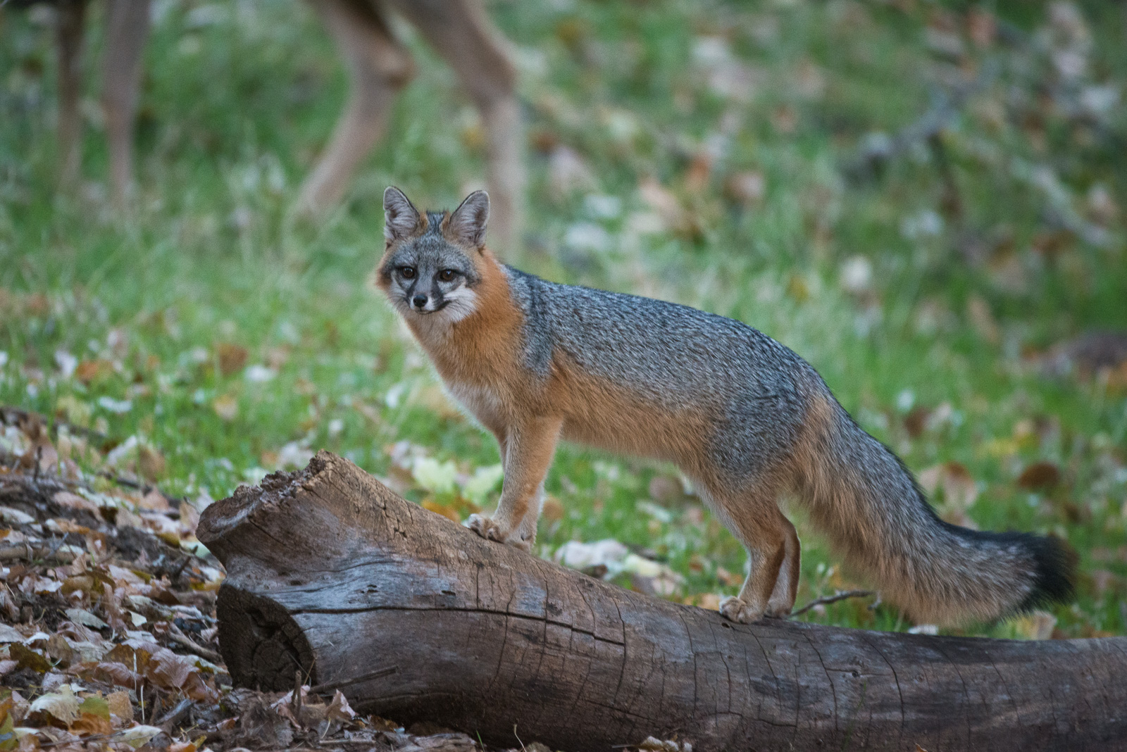Gray Fox, Zion National Park, Utah