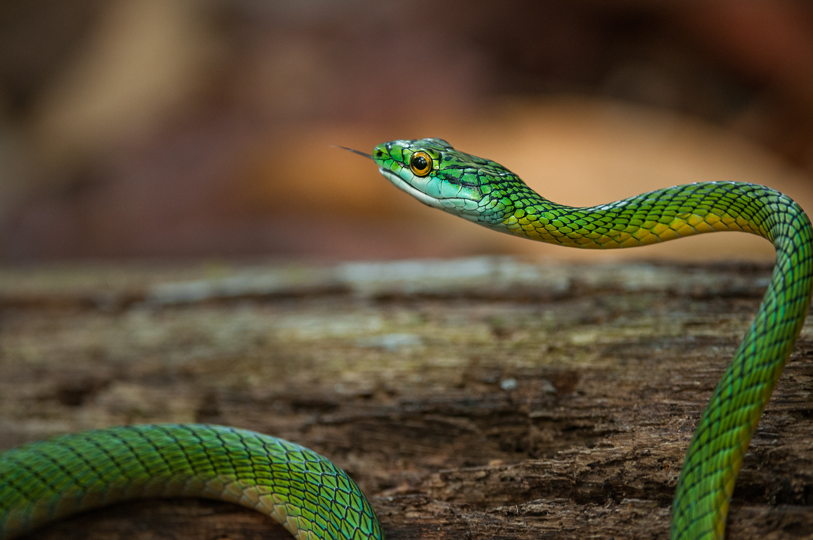 Green Parrot Snake, Madidi National Park, Bolivia