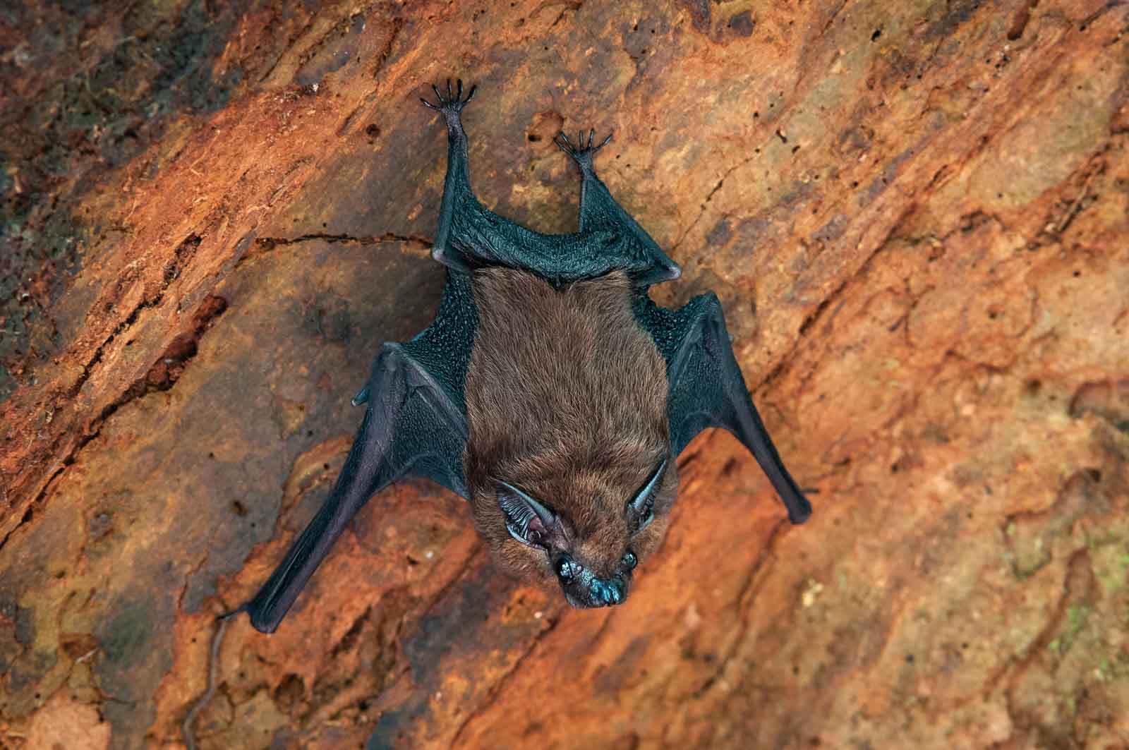 Unidentified Bat, Tanjung Puting National Park, Indonesian Borneo