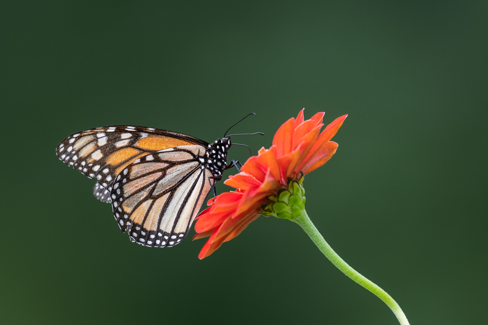 Monarch Butterfly, Farmington, Connecticut