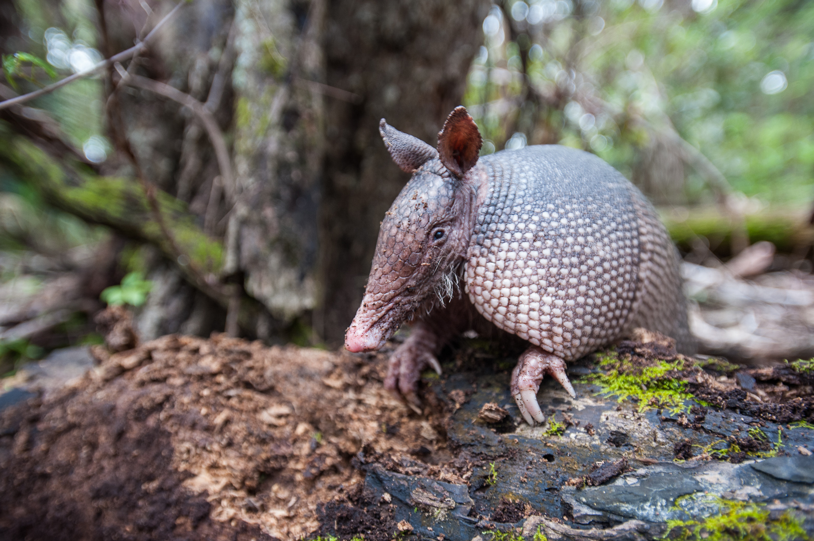 Nine-Banded Armadillo, Merritt Island, Florida