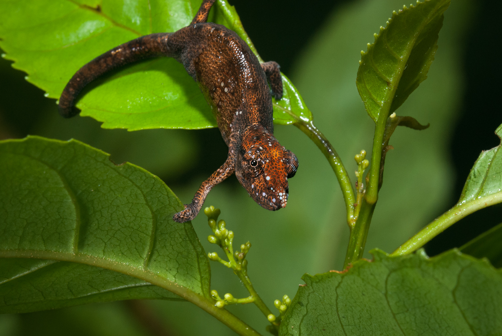 Nose-Horned Chameleon