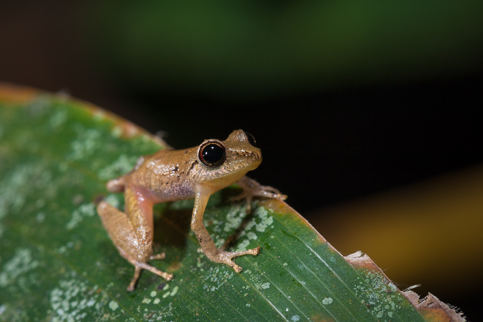 Rain Frog, Corcovado National Park, Costa Rica