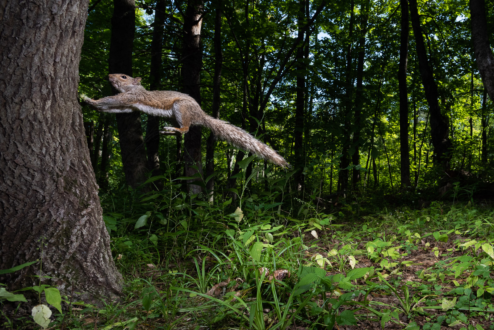 Grey Squirrel, Farmington, Connecticut