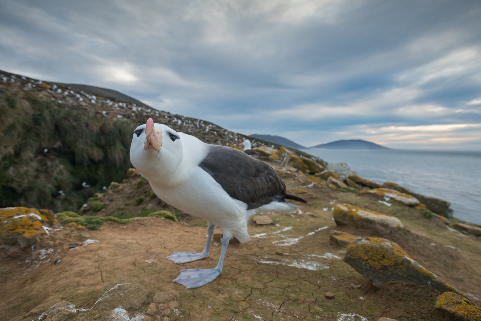 Black-Browed Albatross, Saunders Island, Falkland Islands