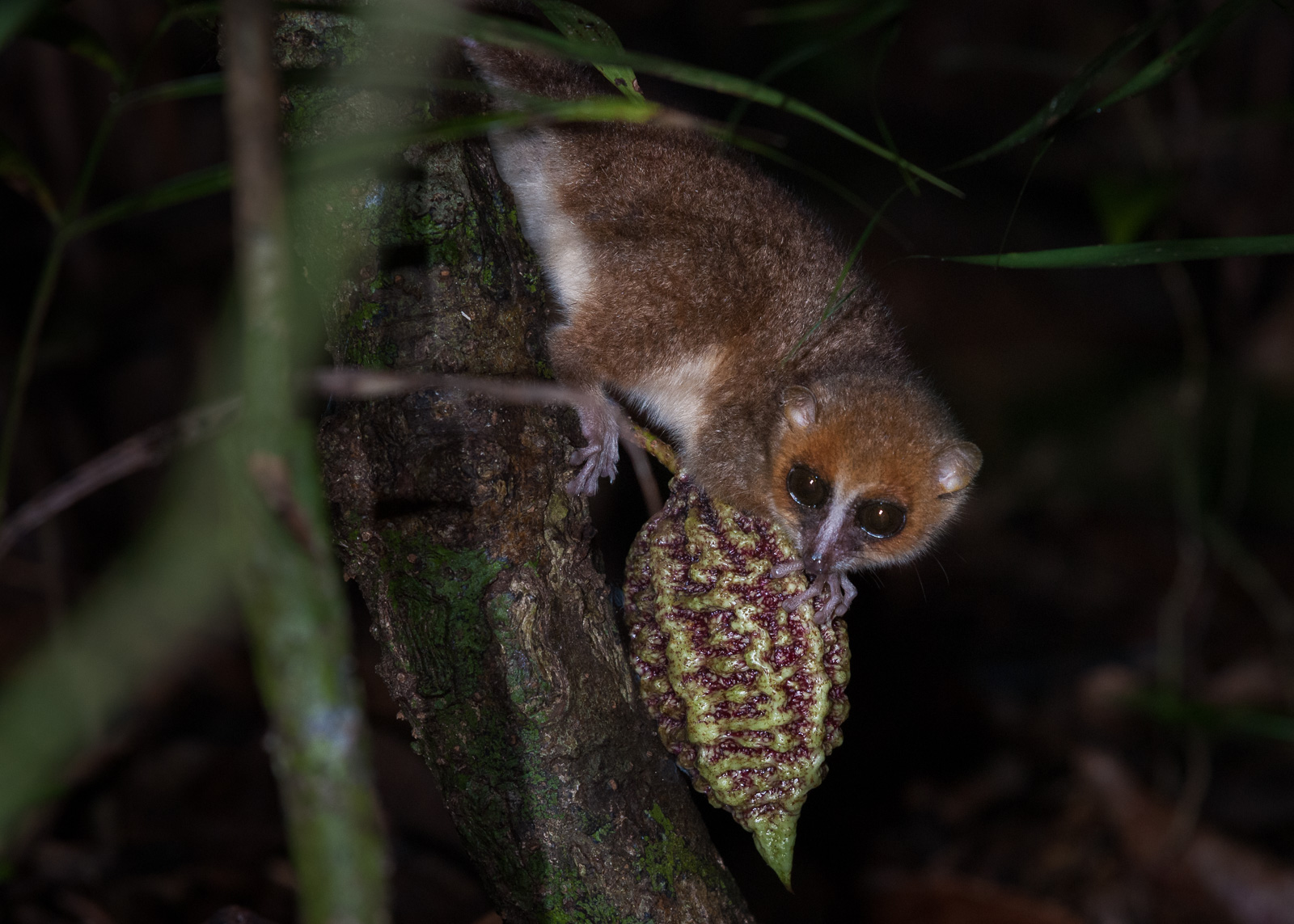 Brown Mouse Lemur, Nosy Mangabe, Madagascar