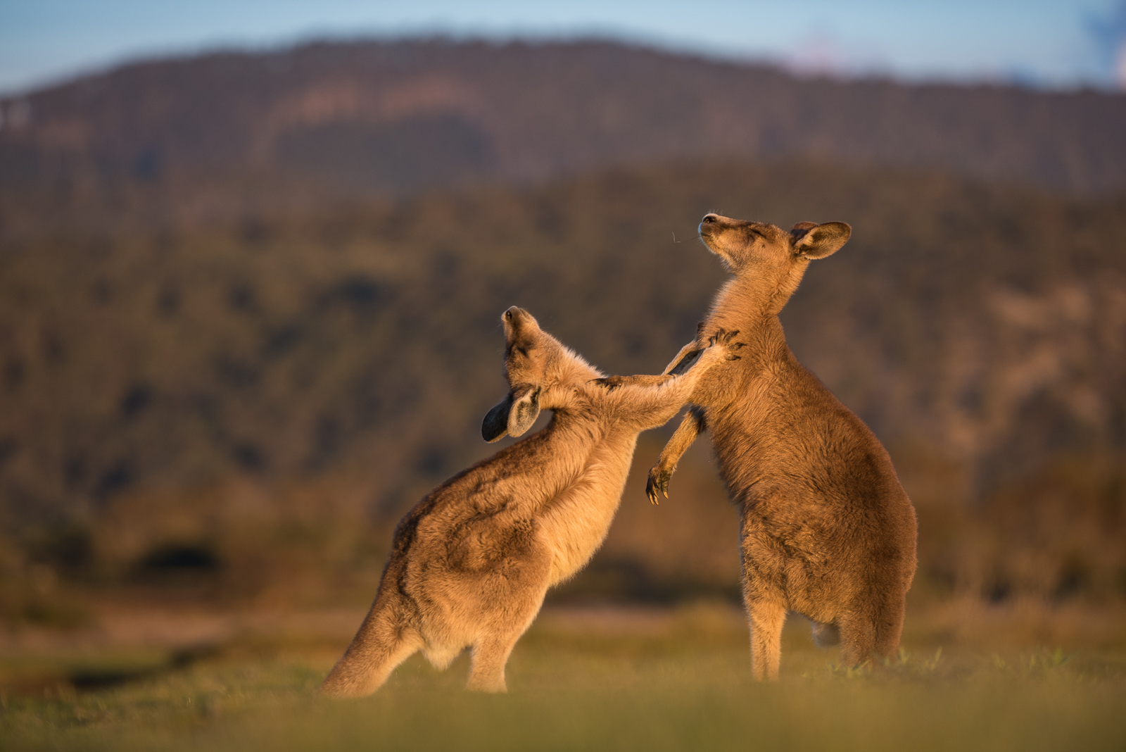 Eastern Grey Kangaroos, Narawntapu National Park, Tasmania, Australia