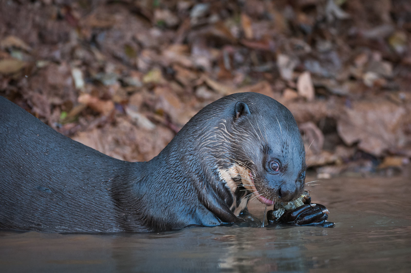 Giant River Otter, Pantanal, Brazil